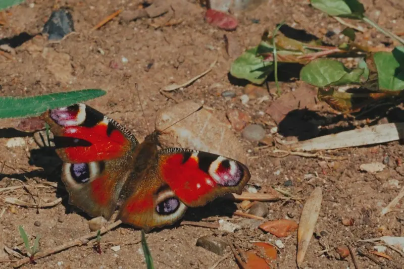 Премьера спектакля по мотивам сказки Сергея Аксакова «Аленький цветочек»