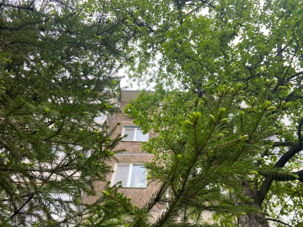 Изображение из галереи