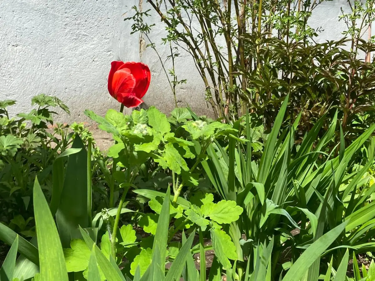 Изображение из галереи